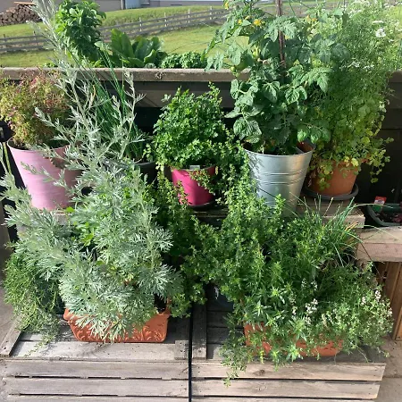 Homestay Fruehstueckspension Erika Schladming